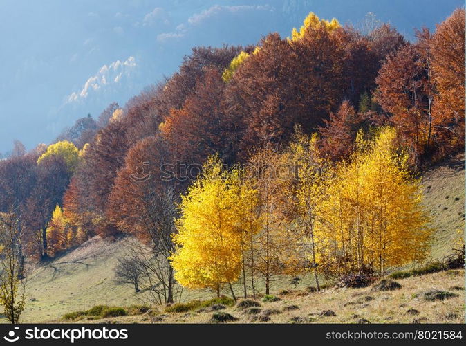 Autumn misty mountain view with yellow foliage of birch trees on slope.