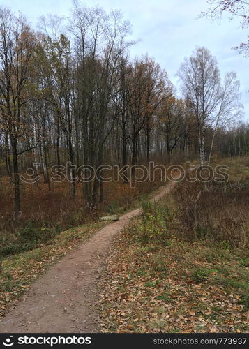 Autumn mixed forest. Forest landscape. Autumn nature. Overcast weather. Trail in a natural park with trees and yellow foliage.. Autumn mixed forest. Forest landscape.