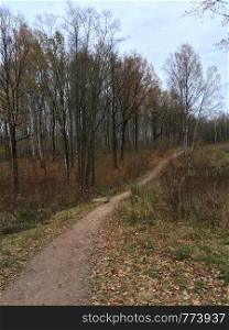Autumn mixed forest. Forest landscape. Autumn nature. Overcast weather. Trail in a natural park with trees and yellow foliage.. Autumn mixed forest. Forest landscape.