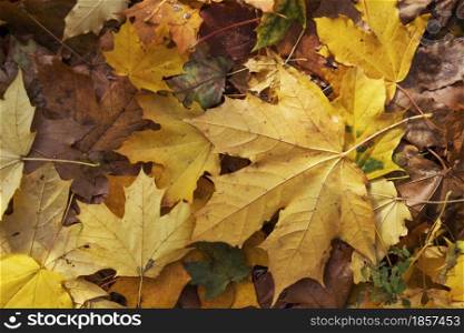 autumn mood - background of autumn colorful maple leaves