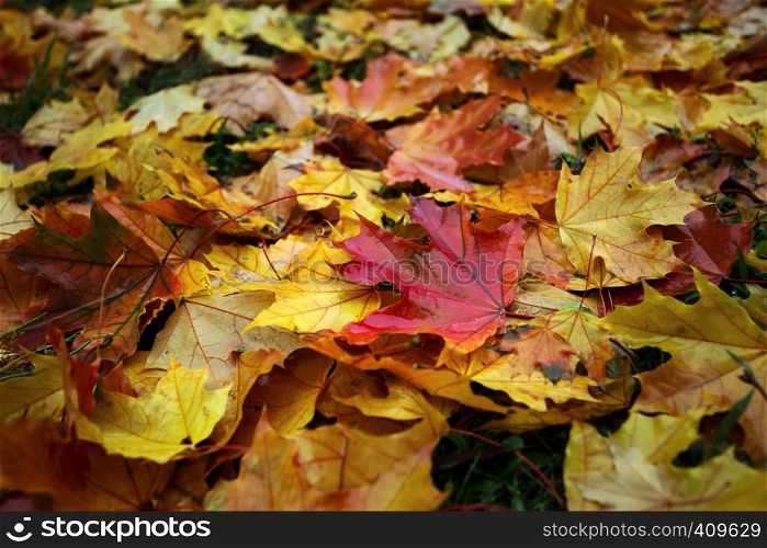 autumn mood - background of autumn colorful maple leaves