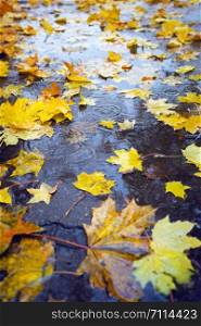 autumn mood - background of autumn colorful maple leaves in a puddle