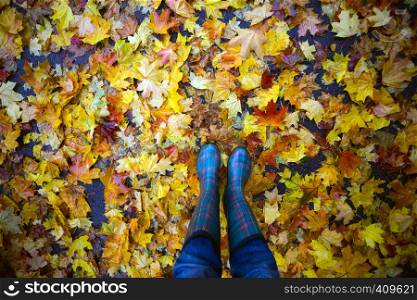 autumn mood - feet in gumboots against a background of colorful maple leaves in a puddle