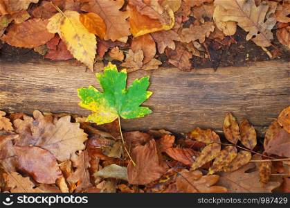 Autumn mood. Green leaf on the ground. Nature concept.