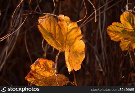 autumn mood leaves