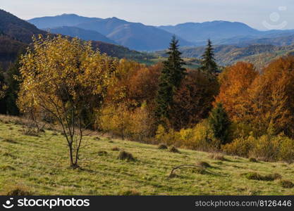 Autumn morning Carpathian Mountains calm picturesque scene, Ukraine. Peaceful traveling, seasonal, nature and countryside beauty concept scene.