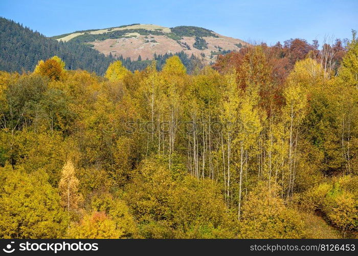 Autumn morning Carpathian Mountains calm picturesque scene, Ukraine. Peaceful traveling, seasonal, nature and countryside beauty concept scene.