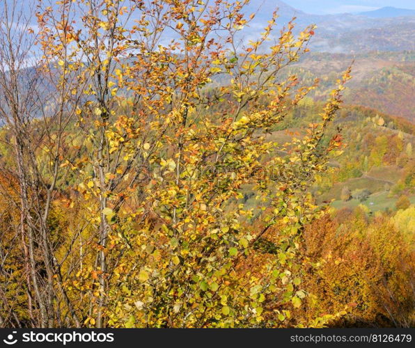 Autumn morning Carpathian Mountains calm picturesque scene, Ukraine. Peaceful traveling, seasonal, nature and countryside beauty concept scene.