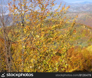 Autumn morning Carpathian Mountains calm picturesque scene, Ukraine. Peaceful traveling, seasonal, nature and countryside beauty concept scene.