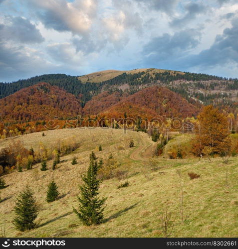 Autumn morning Carpathian Mountains calm picturesque scene, Ukraine. Peaceful traveling, seasonal, nature and countryside beauty concept scene.