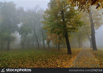 Autumn morning in park covered with fallen leaves