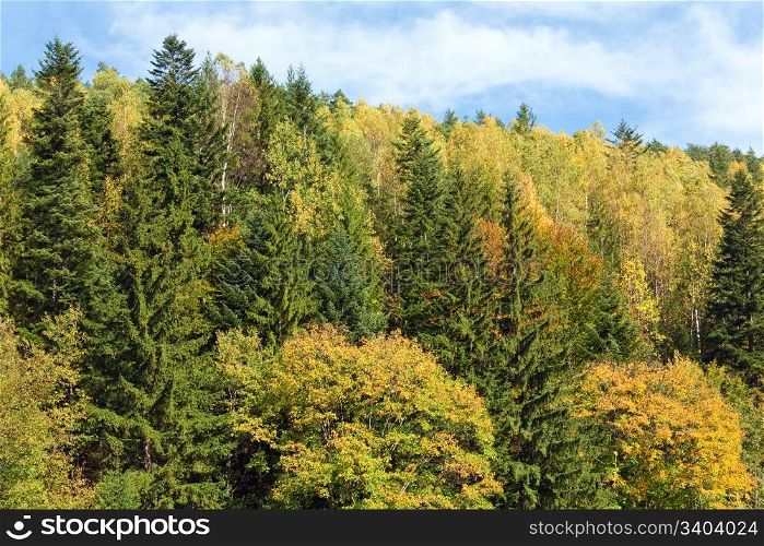 Autumn mountain forestry overgrown hill view (Ukraine, Carpathian Mt.)