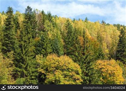 Autumn mountain forestry overgrown hill view (Ukraine, Carpathian Mt.)
