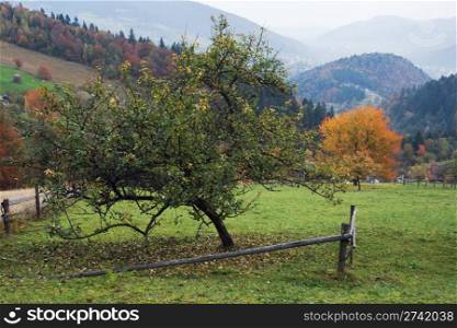 Autumn mountain hill with apple tree and breaking wood fence in front