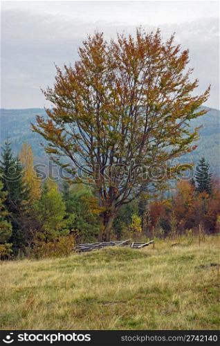 Autumn mountain hill with beech tree in front