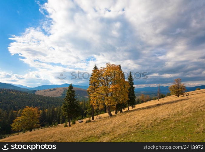 Autumn mountain hill with colorful trees (Carpathians, Ukraine)