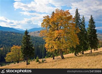 Autumn mountain hill with colorful trees (Carpathians, Ukraine)