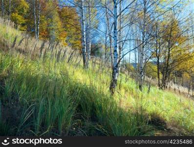 Autumn mountain Nimchich pass (Carpathian, Ukraine) and birch forest on hill.