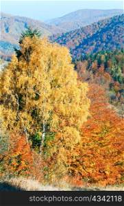 Autumn mountain Nimchich pass (Carpathian, Ukraine) and colorful trees on hill.