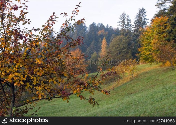 Autumn mountain view with apple tree in front
