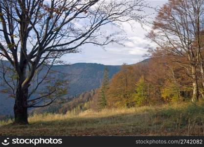 Autumn mountain view with big naked tree in front