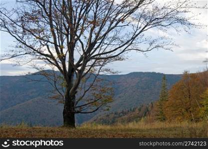 Autumn mountain view with big naked tree in front