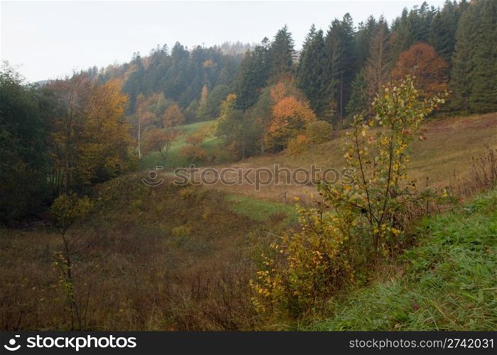 Autumn mountain view with yelloow bush in front