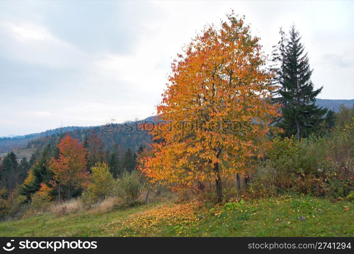 Autumn mountain view with yelloow tree in front
