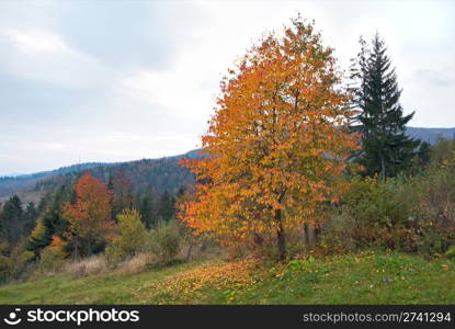 Autumn mountain view with yelloow tree in front