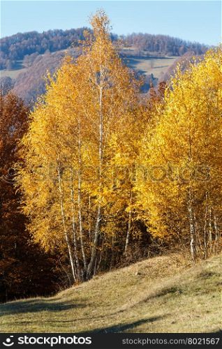 Autumn mountain view with yellow foliage of birch trees on slope.