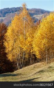 Autumn mountain view with yellow foliage of birch trees on slope.