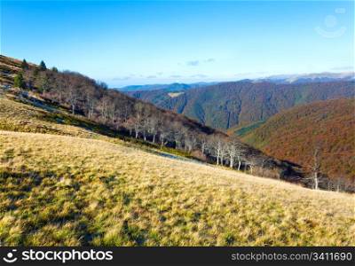 Autumn mountains with a stark bare trees on forest edge in front (Carpathian, Ukraine).