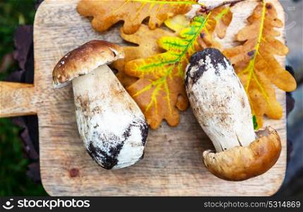 Autumn mushrooms for cooking