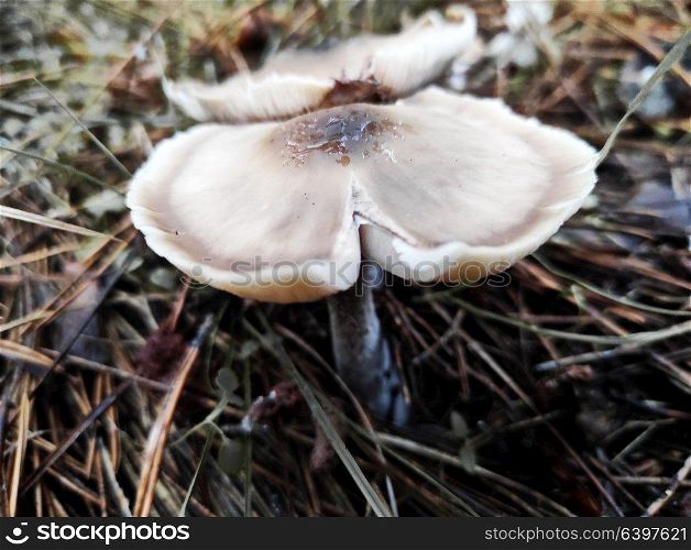 autumn mushrooms on the ground in a pine forest, after rain