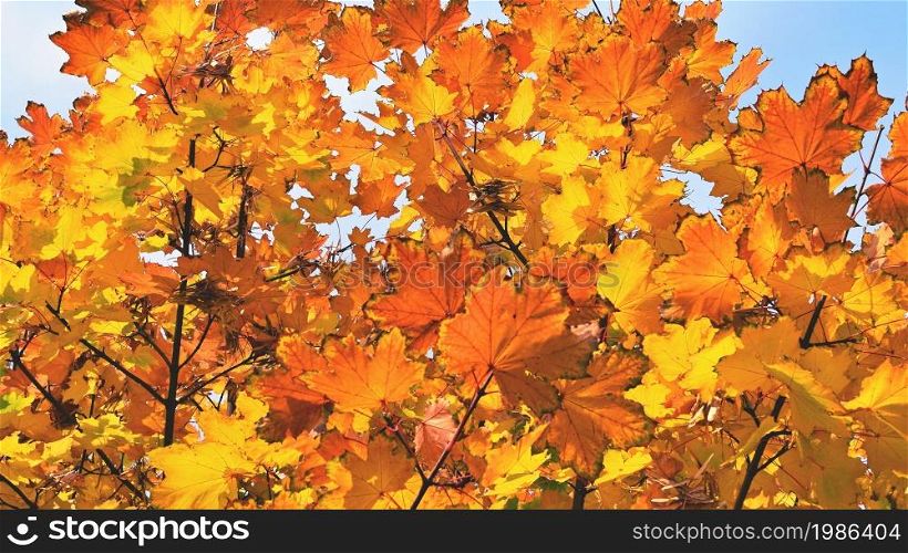Autumn. Natural seasonal colored leaves. Colorful foliage in the park.