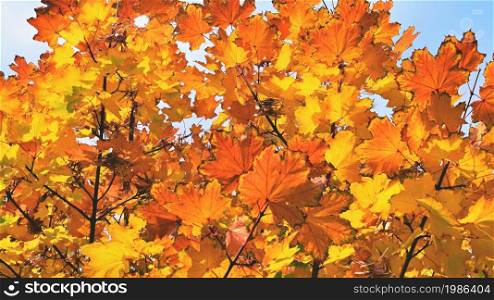 Autumn. Natural seasonal colored leaves. Colorful foliage in the park.