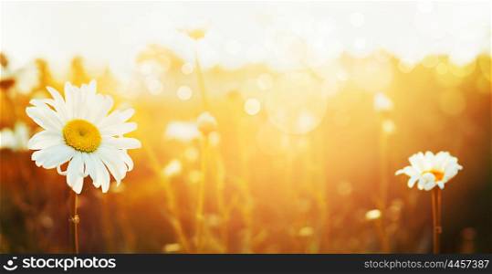Autumn nature background with daises and sunset light, banner for website