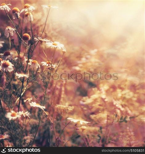 Autumn nature background with daisies flowers and sunbeam. Late summer country landscape, outdoor nature