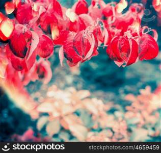 Autumn nature background with flamy red tree leaves, sunlight and bokeh
