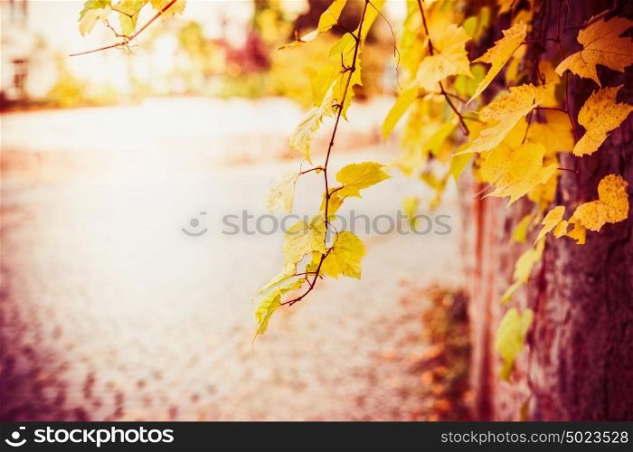 Autumn nature background with yellow fall leaves