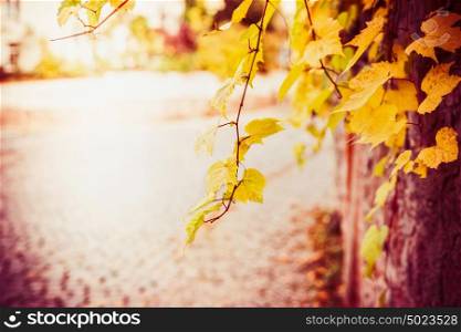 Autumn nature background with yellow fall leaves
