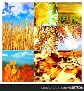 Autumn nature collage, collection of beautiful images of growing fruits, wheat and falling old dry tree leaves, seasonal time of the year, agriculture at harvest