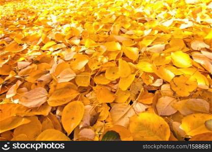 Autumn. Nature fall background with leaves.