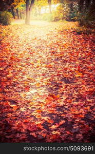 Autumn nature park or forest background with colorful fallen leaves, outdoor fall nature