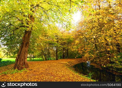 Autumn nature with a trail going through a park in autumn with colorful autumn colors in the fall