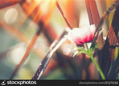 Autumn nature with grasses and flowers in sunlight, close up, outdoor nature background
