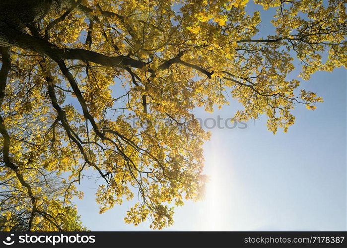 autumn oak foliage on trees, the specifics of autumn, colorful nature and changing color to yellow and other from green foliage. autumn oak foliage on trees