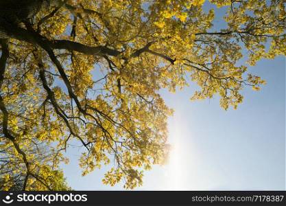 autumn oak foliage on trees, the specifics of autumn, colorful nature and changing color to yellow and other from green foliage. autumn oak foliage on trees