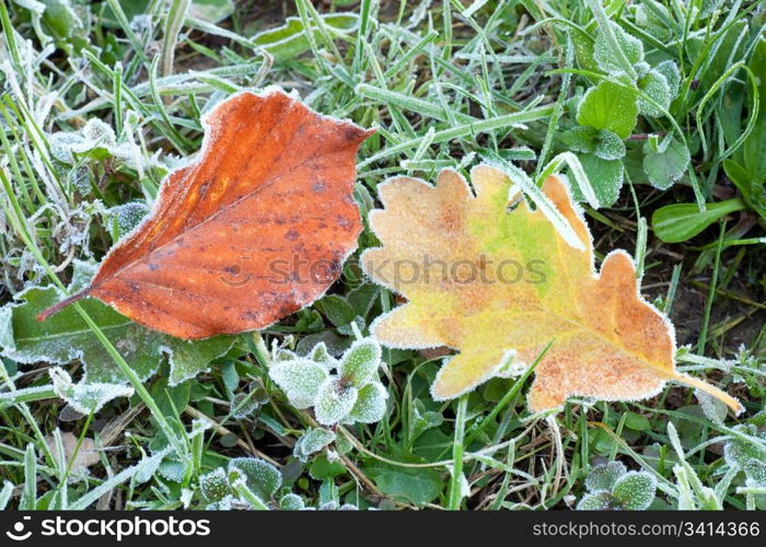 autumn oak leaf and beech leaf with first autumn hoarfrost on green grass (macro)