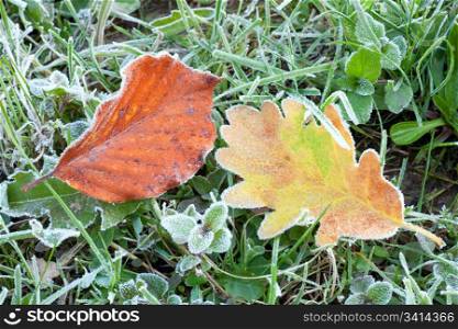 autumn oak leaf and beech leaf with first autumn hoarfrost on green grass (macro)